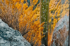 LACQUERED CANVAS PRINT WITH FRAME CACTUS -W- CM 60X4X90_x000D_
